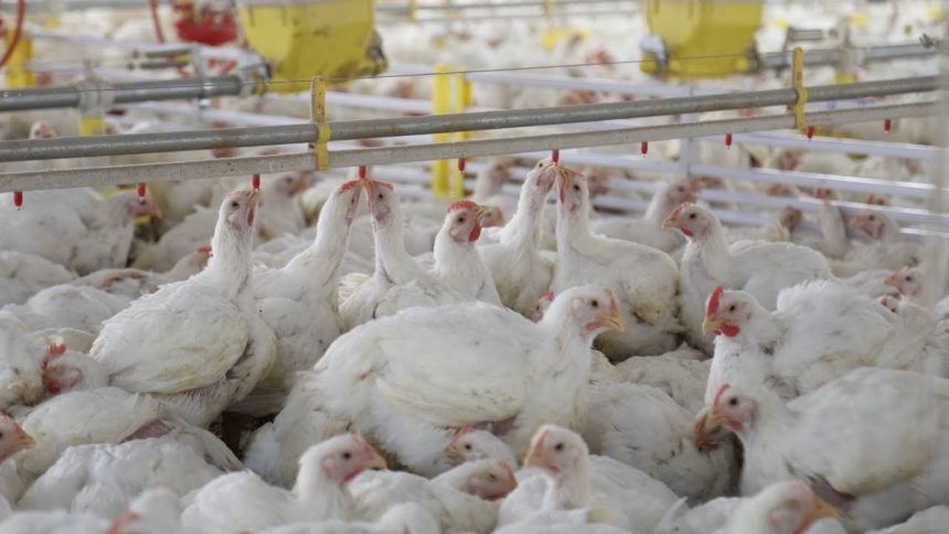 profissionais-e-inovacao-impulsionam-a-avicultura-no-oeste-de-sc