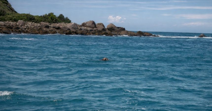 primeiro-elefante-marinho-do-sul-monitorado-do-brasil-levara-mais-de-2,5-mil-km-ate-a-argentina