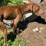 cachorro-e-encontrado-morto-e-outros-dois-sao-resgatados-em-situacao-de-maus-tratos-em-sc
