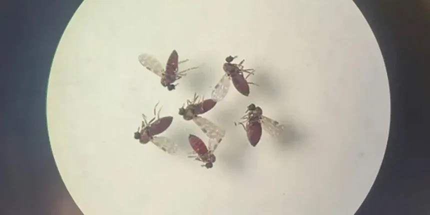 estudo-explica-diferenca-de-sintomas-entre-febre-do-oropouche-e-dengue