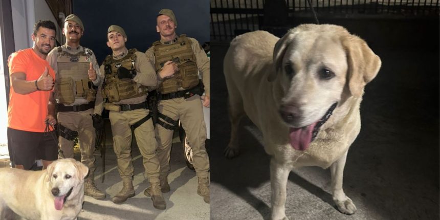 bastante-debilitada:-labradora-e-abandonada-na-br-101-e-salva-por-policiais-em-sc