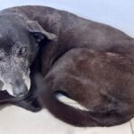 morre-pretinha,-melhor-amiga-do-cao-orelha;-nao-conseguimos-salva-la