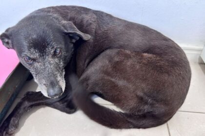 morre-pretinha,-melhor-amiga-do-cao-orelha;-nao-conseguimos-salva-la