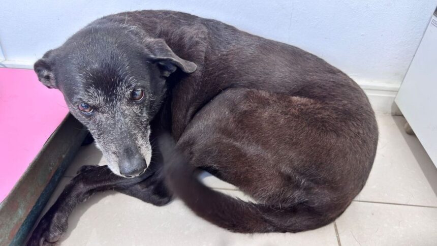 morre-pretinha,-melhor-amiga-do-cao-orelha;-nao-conseguimos-salva-la
