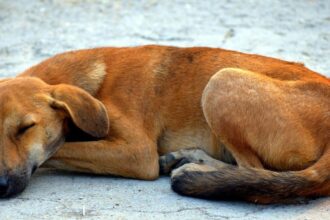 ong-acusa-marrocos-de-planejar-abater-3-milhoes-de-cachorros-de-rua-antes-da-copa-de-2030