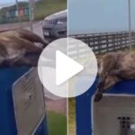 cao-e-achado-morto-sobre-hidrometro-e-ao-lado-de-quiosques-em-sc;-ha-suspeita-de-envenenamento