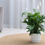 a-planta-lirio-da-paz-murcha-voltara-a-vida-em-duas-horas-gracas-a-um-produto-da-sua-cozinha