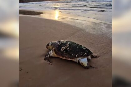 tartaruga-gigante-e-encontrada-morta-em-praia-paradisiaca-de-florianopolis
