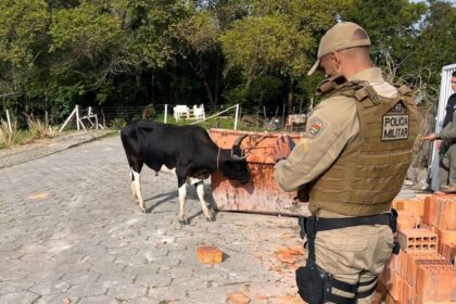organizar-e-promover-farra-do-boi-em-sc-pode-gerar-multa-de-ate-r$-20-mil