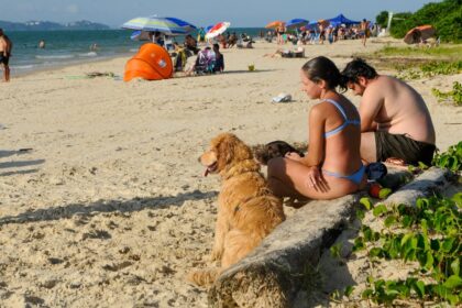 cachorros-nas-praias:-regras-definem-locais-e-horarios-permitidos-em-florianopolis