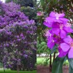 arvore-que-floresce-na-quaresma-surge-em-meio-a-cemiterio-de-gatos-em-sc