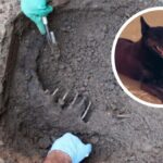 fotos:-veja-onde-o-cao-orelha-foi-enterrado,-nos-fundos-de-uma-casa,-em-florianopolis
