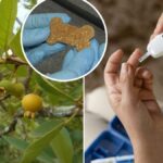 biscoito-a-base-de-guabiroba-pode-ajudar-a-controlar-glicemia-e-colesterol-em-sc
