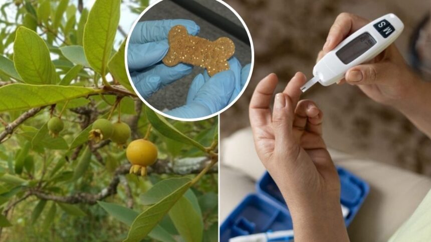biscoito-a-base-de-guabiroba-pode-ajudar-a-controlar-glicemia-e-colesterol-em-sc