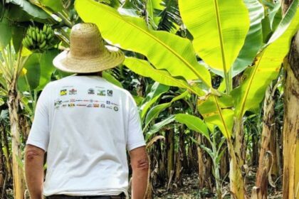 preco-de-banana?:-maior-exportador-do-brasil,-sc-vive-safra-com-preco-que-nao-cobre-custos