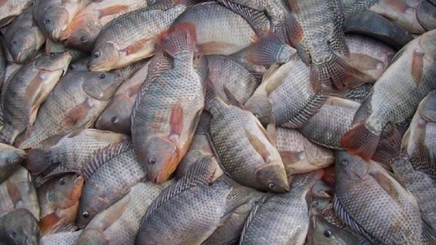 superpopulacao-de-tilapia-leva-pesqueiro-de-sc-a-liberar-retirada-de-mais-de-2,5-toneladas