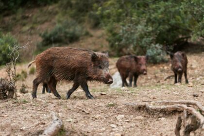 abate-de-especie-exotica-e-invasora-cresce-mais-de-seis-vezes-em-sc,-mas-cenario-preocupa