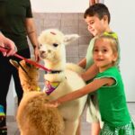 dos-andes-ao-sul-de-sc:-alpacas-viram-atracao-e-levam-alegria-a-criancas-em-escolas