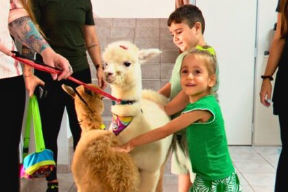 dos-andes-ao-sul-de-sc:-alpacas-viram-atracao-e-levam-alegria-a-criancas-em-escolas
