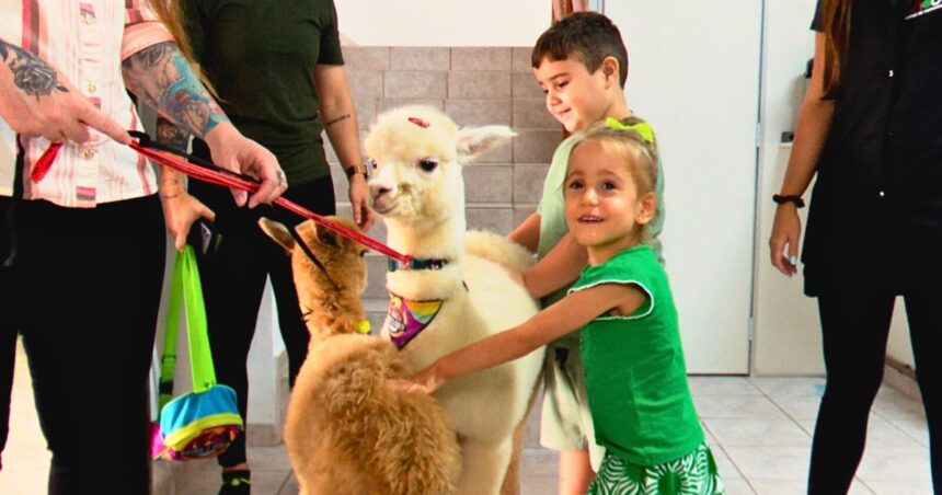 dos-andes-ao-sul-de-sc:-alpacas-viram-atracao-e-levam-alegria-a-criancas-em-escolas