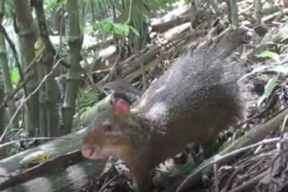 cameras-escondidas-revelam-a-vida-secreta-de-770-animais-nas-matas-de-blumenau