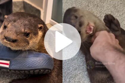 video:-animal-semiaquatico-com-comportamento-pet-surge-em-bairro-e-brinca-com-criancas-em-sc