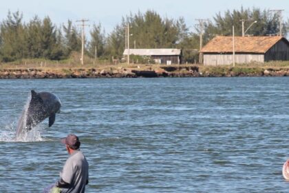 interacao-unica:-botos-ajudam-pescadores-e-tradicao-centenaria-vira-patrimonio-cultural-em-sc