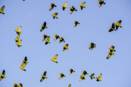 o-que-faz-uma-das-aves-mais-inteligentes-do-mundo-invadir-em-bando-esta-cidade-de-sc