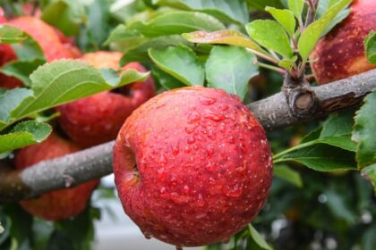 pequena-cidade-de-sc-produz-macas-suficientes-para-abastecer-todos-os-brasileiros-por-2-semanas