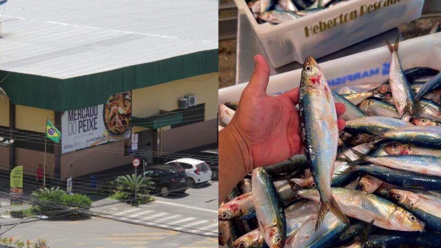 peixe-a-menos-de-r$-10-o-quilo-vira-destaque-para-a-sexta-feira-santa-em-itajai