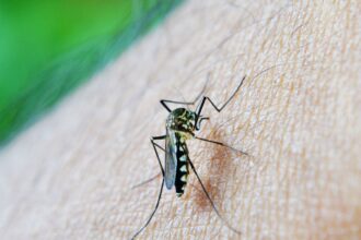 oms:-dengue-e-indicador-da-relacao-mudancas-climaticas-e-arboviroses