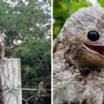 ave-fantasma-rara-que-lembra-um-pokemon-surge-na-serra-de-sc-e-impressiona-moradores