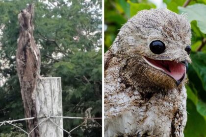 ave-fantasma-rara-que-lembra-um-pokemon-surge-na-serra-de-sc-e-impressiona-moradores