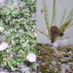 apos-mais-de-100-anos,-especie-rara-de-planta-reaparece-em-manguezal-de-sc