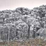 el-nino-pode-impedir-formacao-de-fenomeno-raro-que-encanta-turistas-em-sc