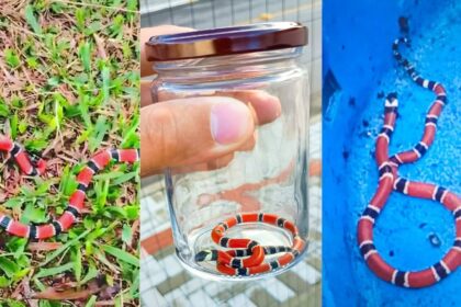 sequencia-de-flagras-de-cobra-mais-venenosa-do-brasil-acende-alerta-em-blumenau