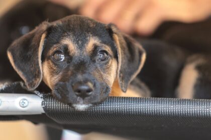 governo-abre-consulta-publica-sobre-genericos-e-similares-veterinarios