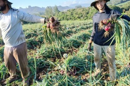 com-rombo-de-r$-100-milhoes,-crise-na-terra-da-cebola-ensaia-alta-para-1,2-mil-familias