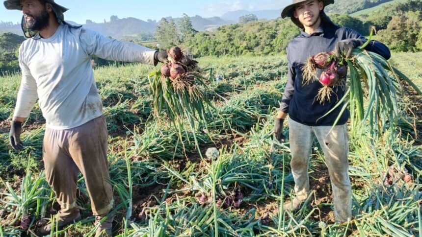com-rombo-de-r$-100-milhoes,-crise-na-terra-da-cebola-ensaia-alta-para-1,2-mil-familias