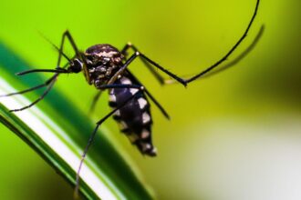 casos-de-dengue-no-brasil-caem-75%-em-2026