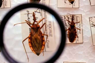 saude-anuncia-r$-12-milhoes-para-enfrentamento-da-doenca-de-chagas