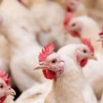 projeto-na-camara-quer-barrar-exportacao-de-animais-vivos-por-navios-no-pais