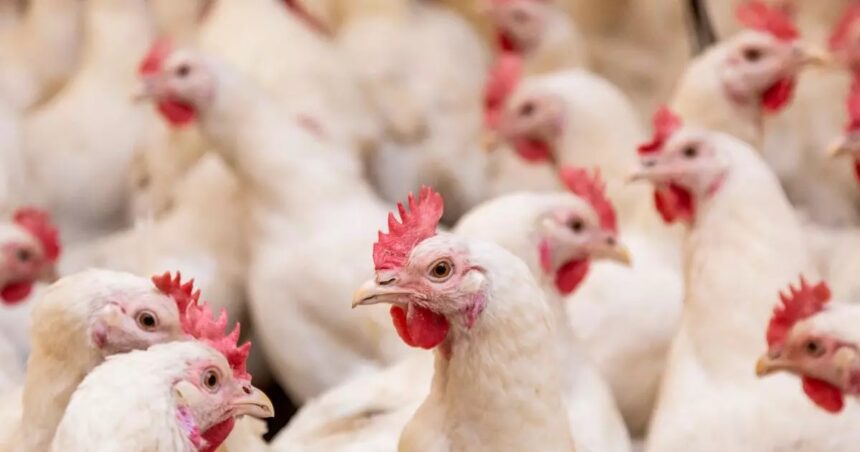 projeto-na-camara-quer-barrar-exportacao-de-animais-vivos-por-navios-no-pais