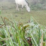 fotos:-geada-na-serra-de-sc-transforma-paisagem-com-temperatura-de-0c-no-ultimo-dia-de-abril