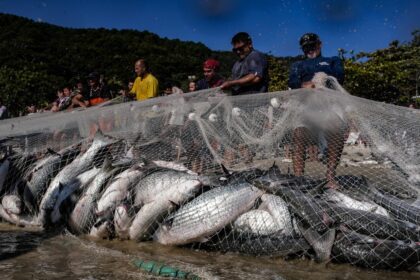 temporada-da-tainha-inicia-em-sc-com-maior-cota-em-oito-anos-e-clima-de-otimismo