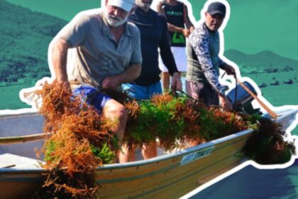 tesouro-do-mar:-novos-usos-da-macroalga-cultivada-em-sc-abrem-caminho-para-destravar-mercado