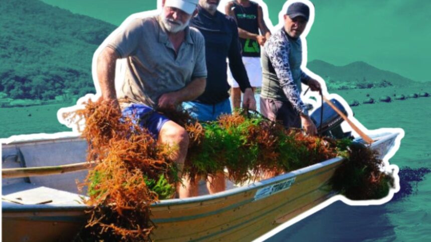 tesouro-do-mar:-novos-usos-da-macroalga-cultivada-em-sc-abrem-caminho-para-destravar-mercado
