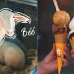 unica-no-mundo:-gelateria-aposta-em-leite-de-ovelha-e-surpreende-no-sabor-em-sc