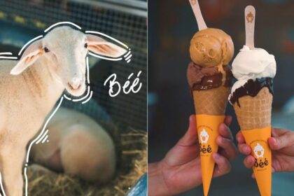 unica-no-mundo:-gelateria-aposta-em-leite-de-ovelha-e-surpreende-no-sabor-em-sc