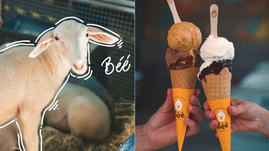 unica-no-mundo:-gelateria-aposta-em-leite-de-ovelha-e-surpreende-no-sabor-em-sc